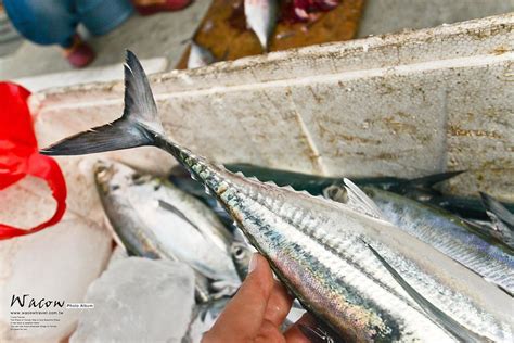 鐵甲魚價格|【小琉球】在地人都說比豬肉好吃的 鐵甲魚，私房料理超肥美【。